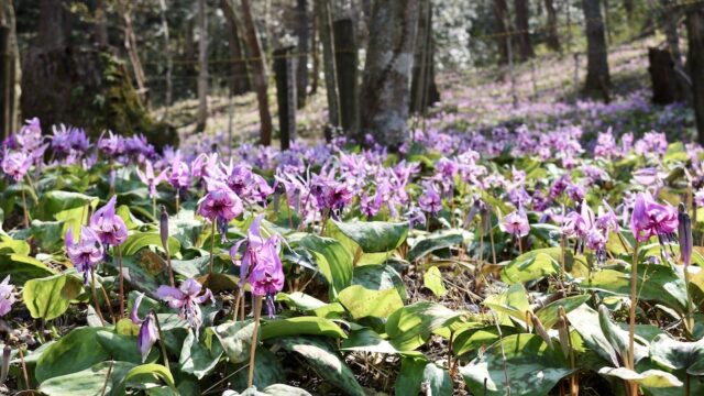 岐阜でカタクリ見るなら 一色保木山カタクリの里 まち肌屋