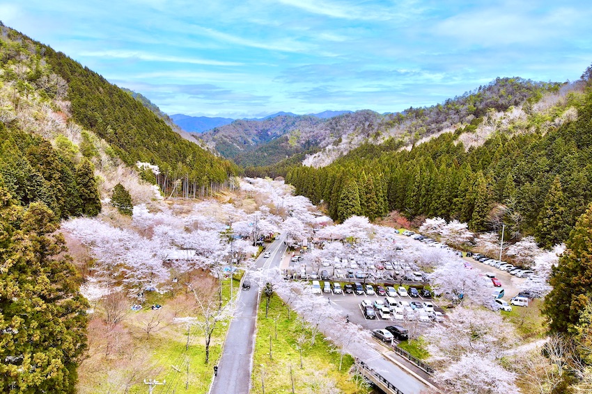 いにしえの桜 岐阜県瑞穂市 - その他